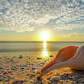 Sunset Whelk