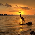 Blue Heron Sunset Marco Island