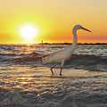Egret Sunset Marco
