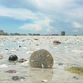 Marco Sand Dollar